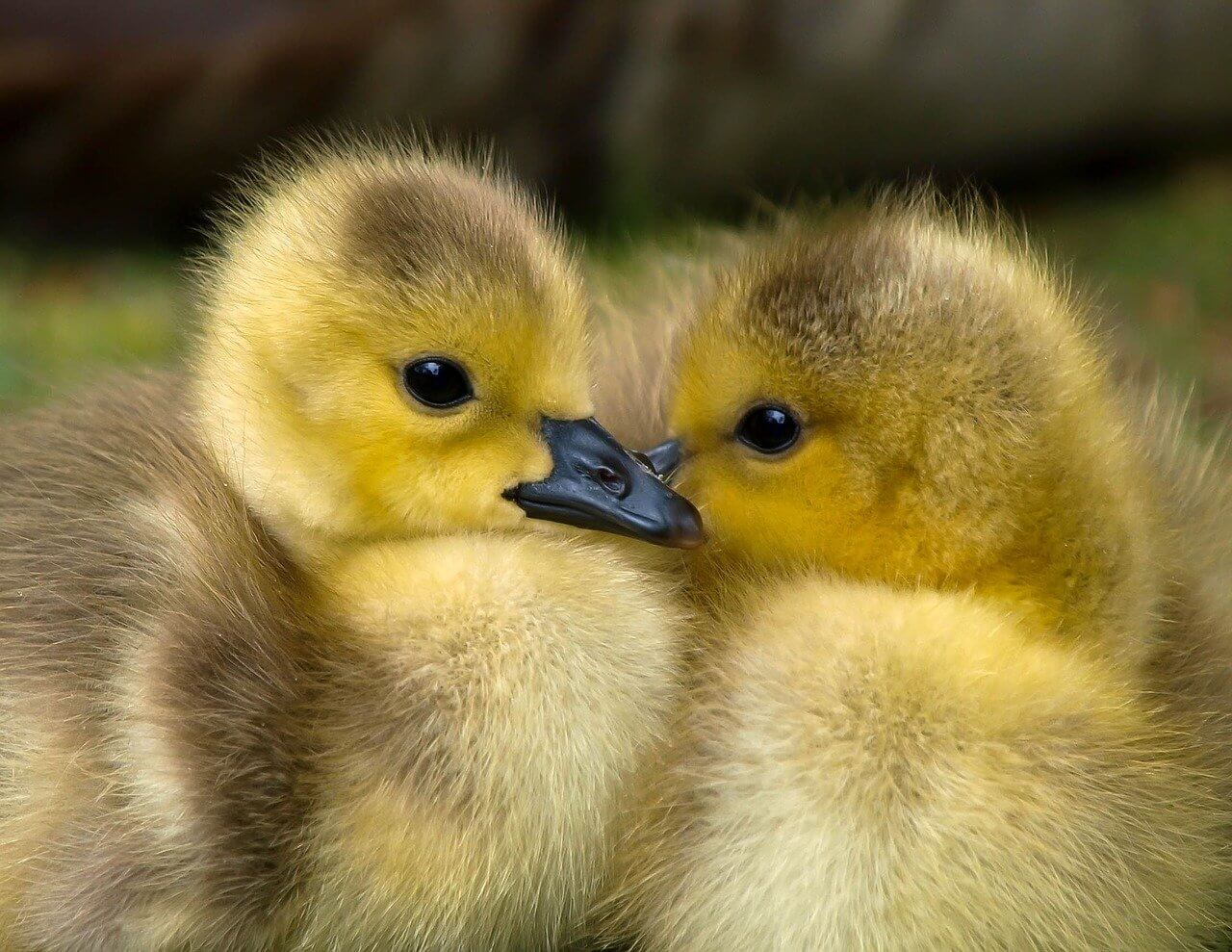 duckies