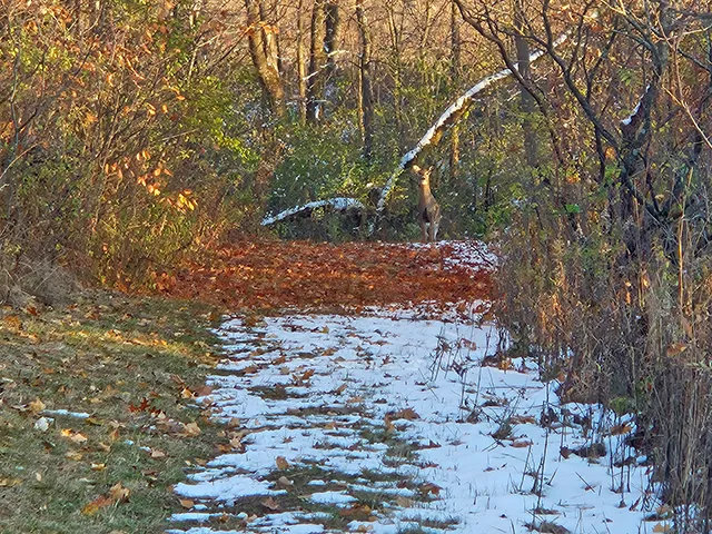 Early Winter Woods